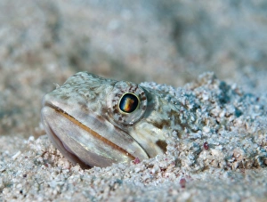 Sand Diver hiding below sand on caribbean reef Sand Diver hiding below sand on caribbean reef