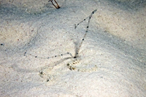 Sandworm feeding at night, Bonaire, Caribbean Netherlands Sandworm feeding at night, Bonaire, Caribbean Netherlands
