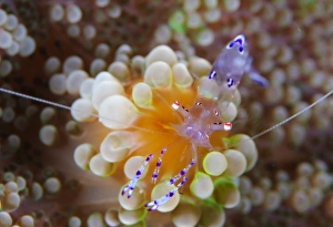 Sarasvati anemone shrimp on orange and green anemone Sarasvati anemone shrimp on orange and green anemone