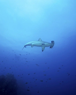 A scalloped hammerhead shark at Socorros Island in Mexico A scalloped hammerhead shark at Socorros Island in Mexico