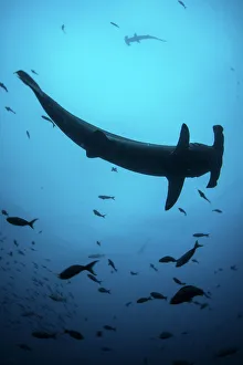 A scalloped hammerhead shark swims near Cocos Island, Costa Rica A scalloped hammerhead shark swims near Cocos Island, Costa Rica