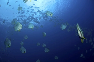School of batfish, Christmas Island, Australia School of batfish, Christmas Island, Australia