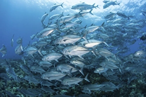 A school of Bigeye Jacks swimming over a reef in the Solomon Islands A school of Bigeye Jacks swimming over a reef in the Solomon Islands