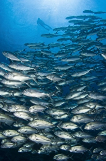 School of Bigeye Trevally with diver, Solomon Islands School of Bigeye Trevally with diver, Solomon Islands