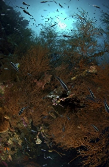 School of black and white convict blenny in brown black coral bush School of black and white convict blenny in brown black coral bush