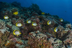 School of butterflyfish and rabbit fish over colorful reef School of butterflyfish and rabbit fish over colorful reef