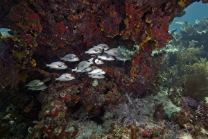 School of Gray Snapper amongst a colorful reef School of Gray Snapper amongst a colorful reef
