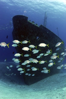 School of horse-eye jack fish swmming by the Ray of Hope shipwreck School of horse-eye jack fish swmming by the Ray of Hope shipwreck