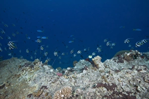 School of moorish idols and yellowtail fusiliers, Fiji School of moorish idols and yellowtail fusiliers, Fiji