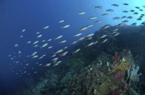 School of neon fusilier fish, North Sulawesi, Indonesia School of neon fusilier fish, North Sulawesi, Indonesia