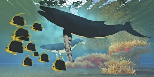 A school of Pennant fish swim by two Humpback whales A school of Pennant fish swim by two Humpback whales