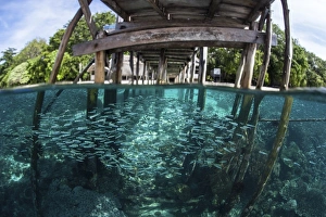 A school of silversides beneath a wooden jetty in Raja Ampat, Indonesia A school of silversides beneath a wooden jetty in Raja Ampat, Indonesia
