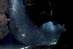 School of silversides form shapes in the tunnels at Eden Rock, Grand Cayman School of silversides form shapes in the tunnels at Eden Rock, Grand Cayman