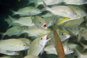 A school of Smallmouth Grunts, Key Largo, Florida A school of Smallmouth Grunts, Key Largo, Florida