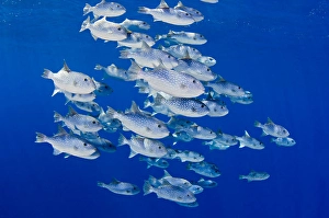 Hawaii Marine Life Prints: School of spotted oceanic triggerfish (Canthidermis maculata)