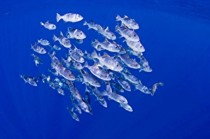 Spotted Oceanic Triggerfish Print, Hawaii