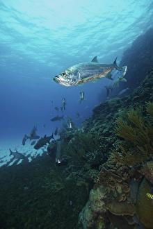 School of Tarpon, Bonaire, Caribbean Netherlands School of Tarpon, Bonaire, Caribbean Netherlands