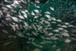 A school of Tomtate and Glass Minnows inside the shipwreck Liberty, Panama City, Florida A school of Tomtate and Glass Minnows inside the shipwreck Liberty, Panama City, Florida