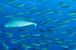 School of wide-band fusilier fish being preyed on by bluefin trevally School of wide-band fusilier fish being preyed on by bluefin trevally
