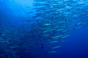 Tropical Ocean Life Prints: Schooling chevron barracuda