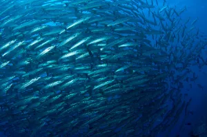 Colorful Ocean Creatures Prints: Schooling chevron barracuda