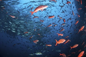 Schooling fish swim near Cocos Island, Costa Rica Schooling fish swim near Cocos Island, Costa Rica