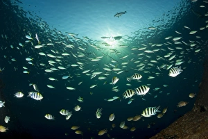 Schooling Indo-pacific sergeant fish with fusilier species in background, Bali Schooling Indo-pacific sergeant fish with fusilier species in background, Bali