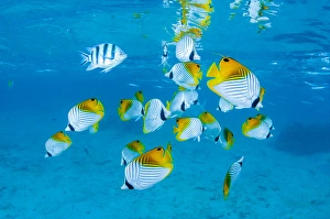 Prints of Schooling threadfin butterflyfish, Chaetodon auriga, in Rarotonga Lagoon, The Cook Islands Threadfin Prints: Schooling Threadfin Butterflyfish Print