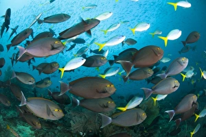 Schooling yellowmask surgeonfish with blue and yellow fusilier fish Schooling yellowmask surgeonfish with blue and yellow fusilier fish