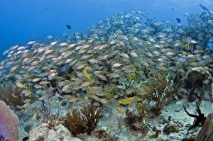 Schools of grunts and snapper over a Caribbean reef Schools of grunts and snapper over a Caribbean reef