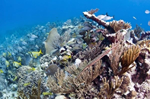 Schools of grunts and snappers on reef in Caribbean Sea Schools of grunts and snappers on reef in Caribbean Sea
