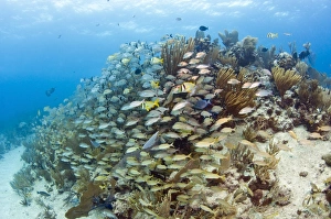 Schools of Grunts, Snappers, Tangs, and Porkfish on Caribbean reef Schools of Grunts, Snappers, Tangs, and Porkfish on Caribbean reef