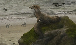 Sciurumimus, a possible baby megalosaurid theropod Sciurumimus, a possible baby megalosaurid theropod