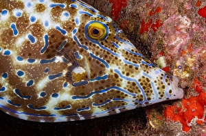 Reef Dwelling Fish Prints: A scrawled filefish, Aluterus scriptus