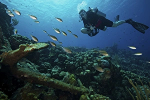 Scua diver inspects an old 18th century anchor in the reef shallows of Bonaire Scua diver inspects an old 18th century anchor in the reef shallows of Bonaire