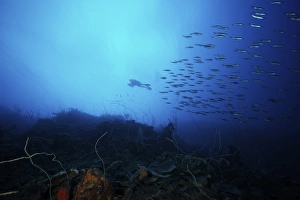 A scuba diver explores a deep drop off as a school of Boga fish swim by A scuba diver explores a deep drop off as a school of Boga fish swim by