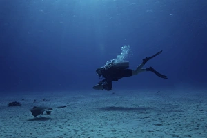 Scuba diver follows a stingray in the shallow sandy waters off the coast of Bonaire Scuba diver follows a stingray in the shallow sandy waters off the coast of Bonaire