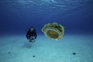A scuba diver gets a close-up look at an upside-down jellyfish A scuba diver gets a close-up look at an upside-down jellyfish