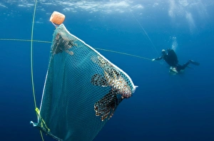 Scuba diver nets invasive Indo-Pacific lionfish off the coast of North Carolina Scuba diver nets invasive Indo-Pacific lionfish off the coast of North Carolina