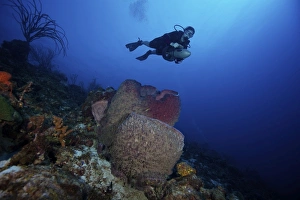 Scuba diver propels above a large barrel sponge Scuba diver propels above a large barrel sponge