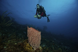 Scuba diver propels above a large vase sponge Scuba diver propels above a large vase sponge