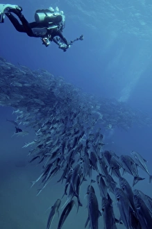 Scuba diver swimming over a massive school of jack fish Scuba diver swimming over a massive school of jack fish
