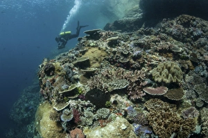 A scuba diver swims above a coral reef in Komodo National Park, Indonesia A scuba diver swims above a coral reef in Komodo National Park, Indonesia