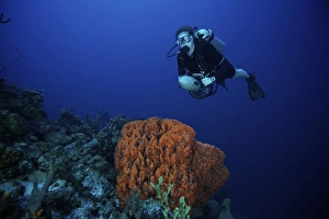 Scuba Diver swims over a large elephant ear sponge Scuba Diver swims over a large elephant ear sponge