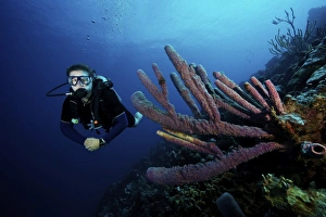 Scuba diver swims by some large sponges off the coast of Bonaire Scuba diver swims by some large sponges off the coast of Bonaire