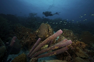 Scuba Diver swims underwater amongst large pipe sponges Scuba Diver swims underwater amongst large pipe sponges