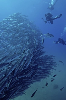 Scuba divers with a massive school of jacks at Cabo Pulmo in Mexico Scuba divers with a massive school of jacks at Cabo Pulmo in Mexico