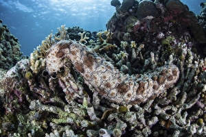 A sea cucumber clings to a reef in Alor, Indonesia A sea cucumber clings to a reef in Alor, Indonesia