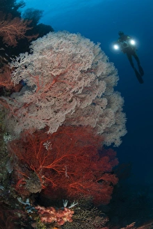 Sea fans illuminated by diver with twin lights, Raja Ampat, Indonesia Sea fans illuminated by diver with twin lights, Raja Ampat, Indonesia