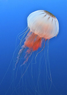 Sea nettle is host to a small shrimp in the Atlantic Ccean Sea nettle is host to a small shrimp in the Atlantic Ccean